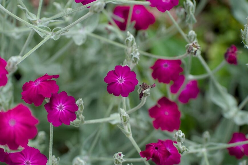 リクニスコロナリアの花のアップ。色は濃いピンク。
