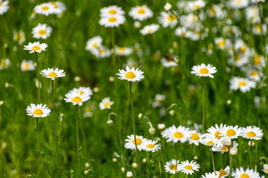 ローマンカモミールの花が咲いている。花弁の色は白、中央部は黄色。
