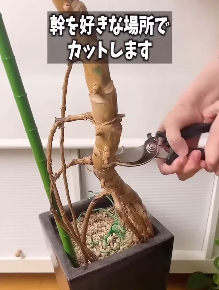 モンステラの剪定・仕立て直し