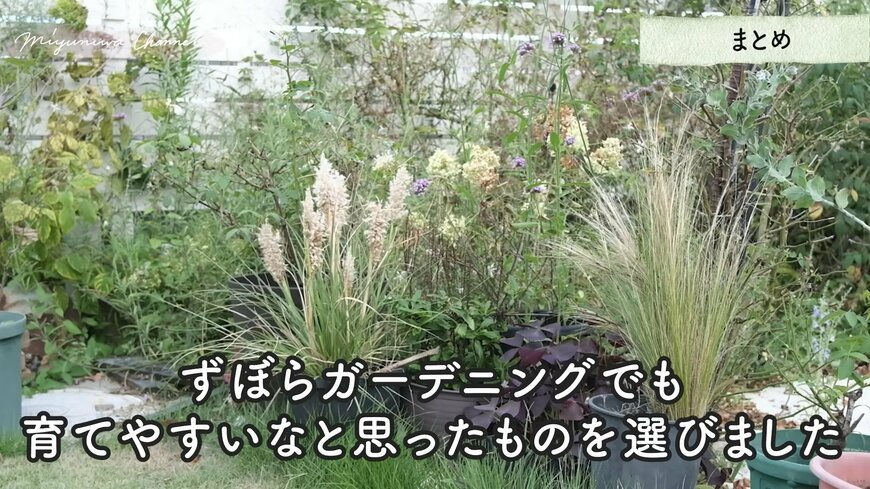 おすすめのグラス植物。画像はミニパンパスグラス