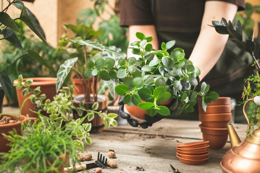 観葉植物の鉢植えを持っている様子