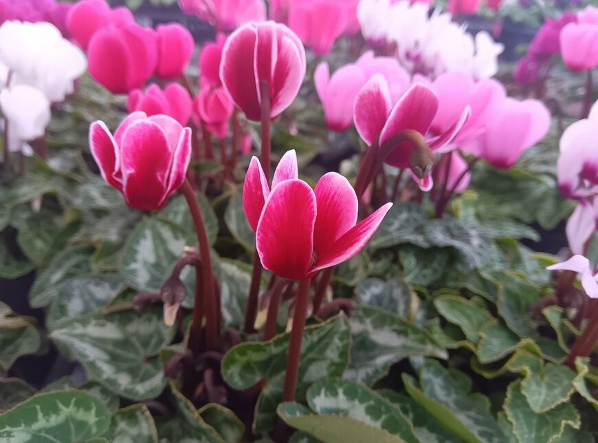 赤、しろ、ピンクの花を咲かせている、ガーデンシクラメン