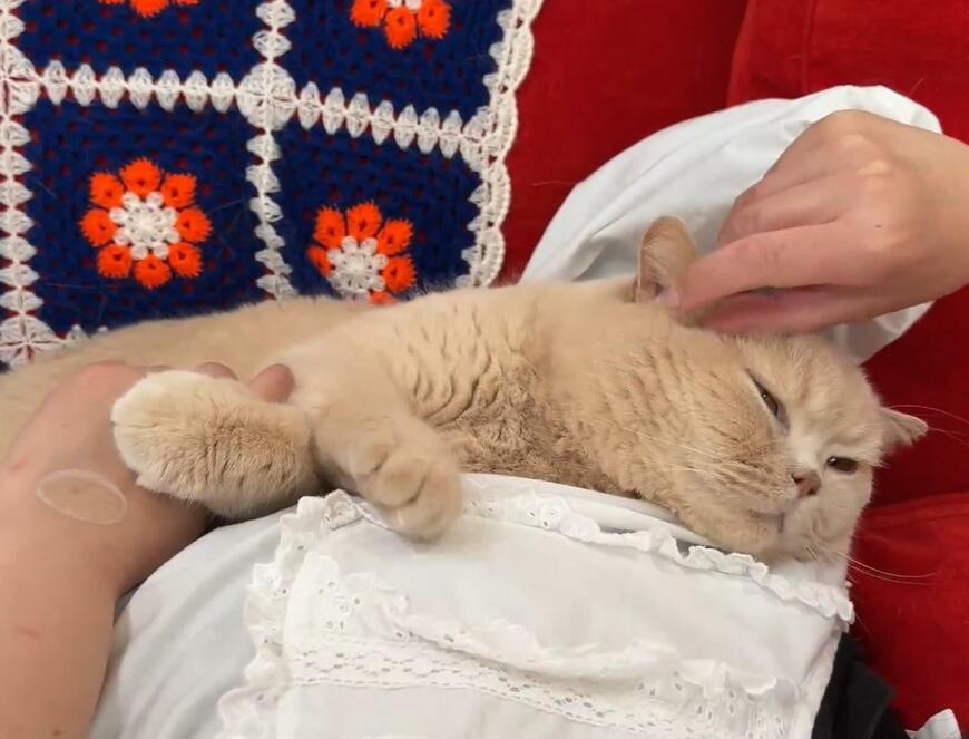 かわいい名前の猫