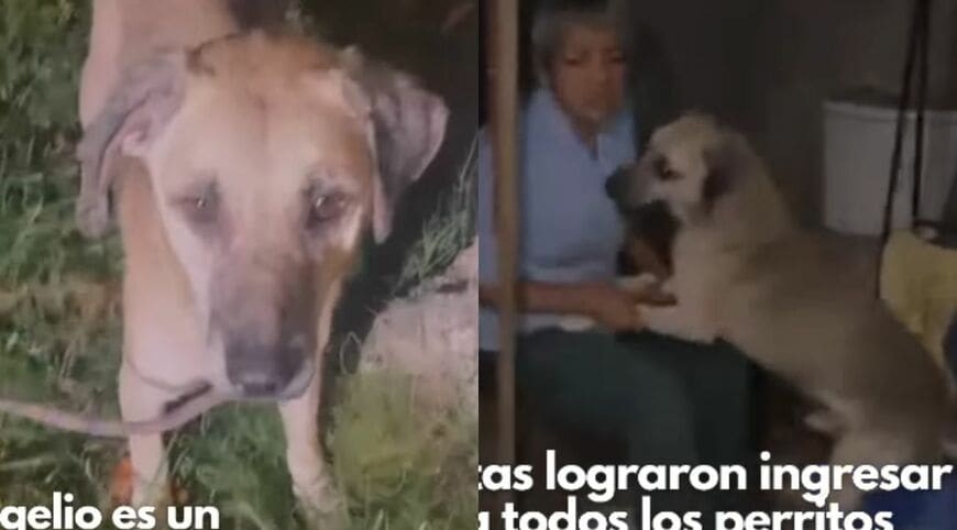 出所：<u><a href="https://www.instagram.com/p/DdDElhcDfCC/?img_index=1" target="_blank">@vozanimalperu</a></u>