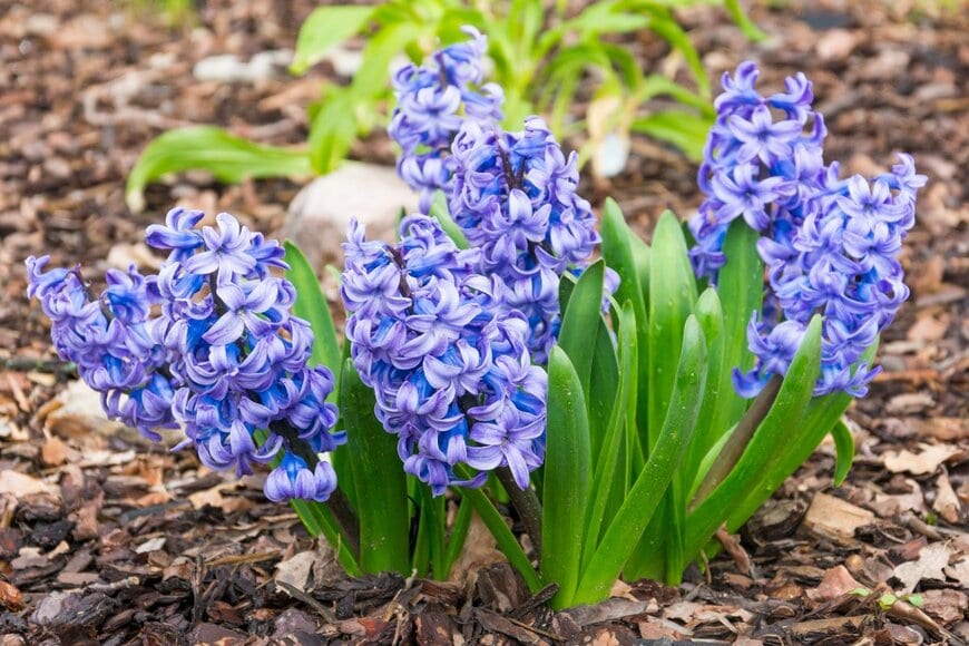 青紫色の花を咲かせている、ヒヤシンス