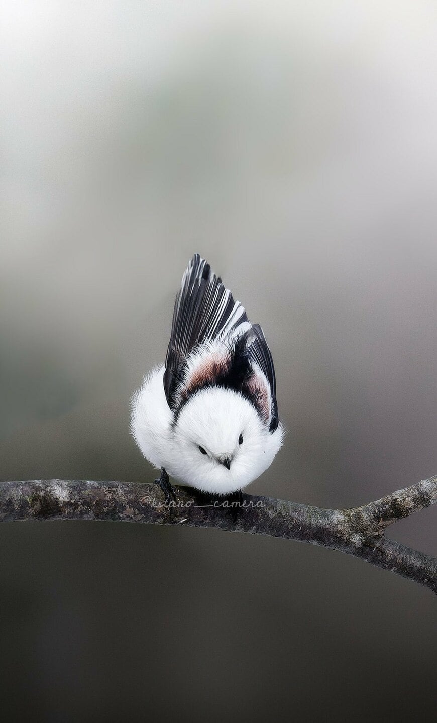 かっこかわいいシマエナガの姿