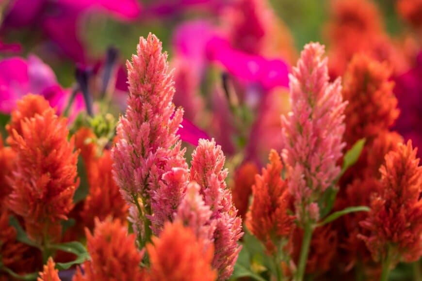 オレンジ色のふわふわとした質感の花を咲かせているケイトウ