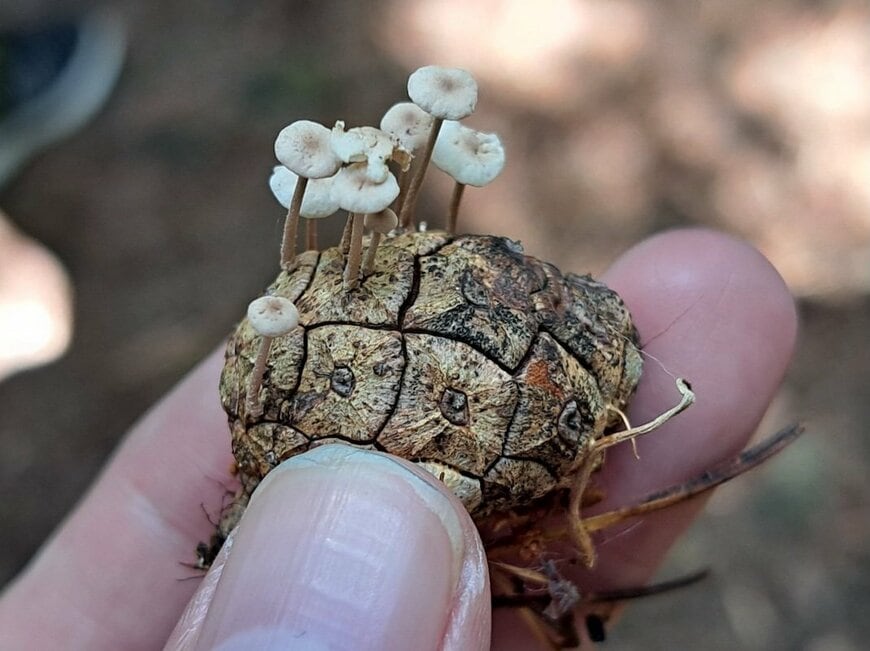 キノコが生えた場所に注目