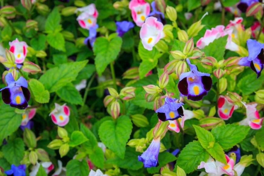 トレニアの花。色はピンクと青。
