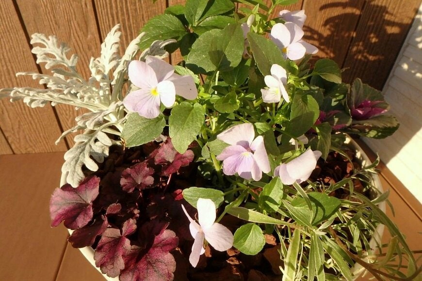 淡い青紫色のビオラ