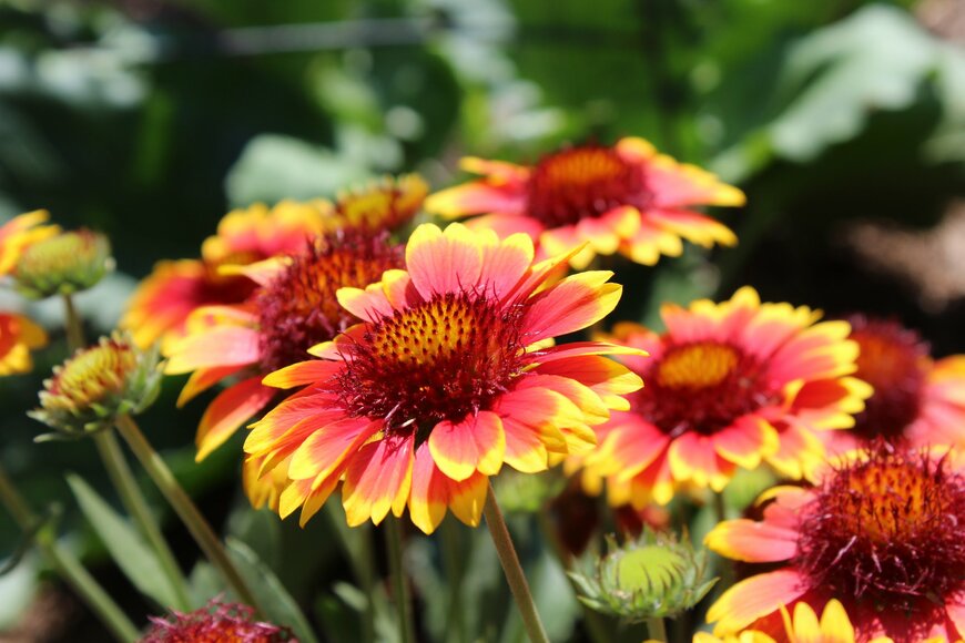 ガイラルディアの花が咲いている。色はオレンジ