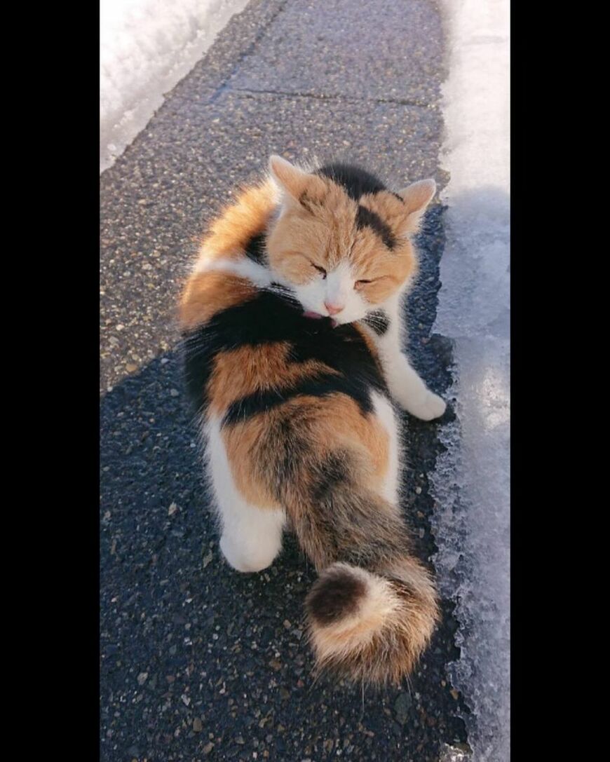 公園で生活する猫