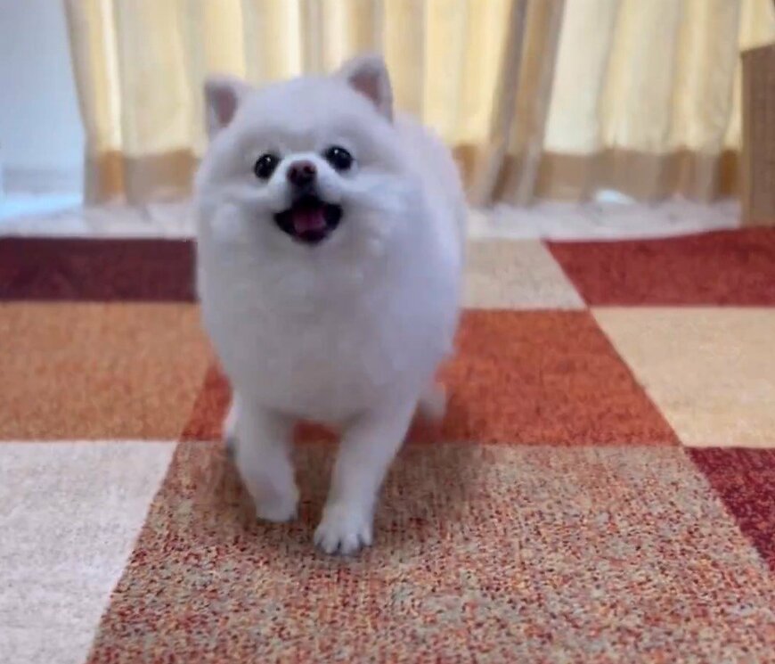 空中キャッチに挑戦する犬