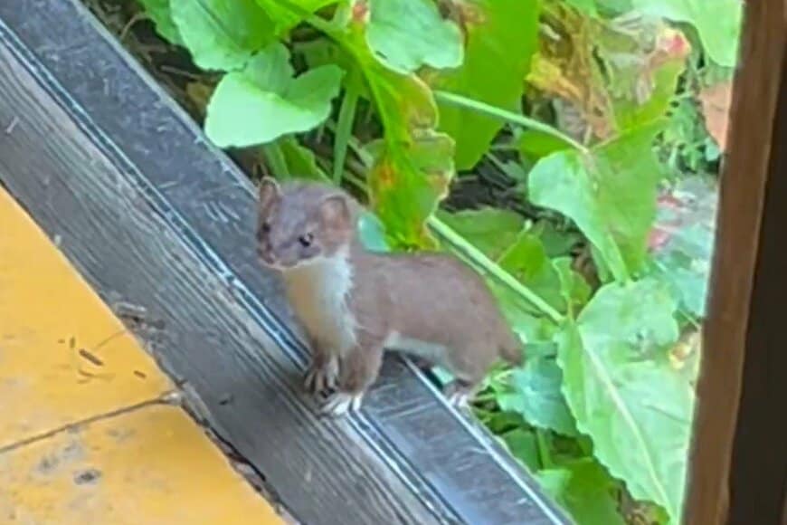 山小屋で発見したオコジョ