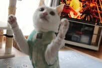 「っしゃ！ノッてきた！」 ライブ番組をバックに立ち上がる白猫が「ノリノリ」と反響