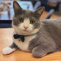 休息する猫ちゃんを右から覗くと「あまりに美味しそう」食べたくなるほどかわいい姿が話題