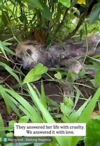 【保護犬】重傷で草むらに捨てられた犬　周囲の愛に支えられ、再び歩けるようになるまでの軌跡