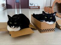【小さな玉座が2つ】段ボールにすっぽり入ってしまう猫さんたちが大人気