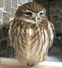 【眠りにつくフクロウ】お目目ぱっちり→「幸せそうな寝顔」眠りに落ちるまでの過程が可愛すぎると話題！