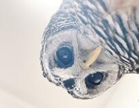 【自撮りフクロウ】ドアップのお顔がかわいいと話題に！いつもとは違う角度の写真にフクロウの新たな魅力を知る人が続出