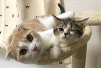 子猫が可愛さのピークじゃなかった…毎日「かわいい」を更新し続ける猫 「見ているこちらも」と共感の声
