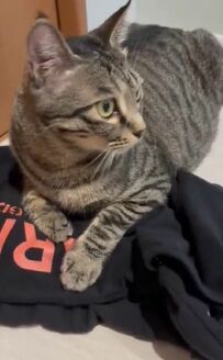 飼い主の服を独占する猫　何度も「返して」と頼むと…まさかの展開が話題