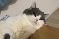 【怪獣現る？】普段は癒し系の猫ちゃん→大迫力な姿に変身　怖かわいい顔に釘付けになってしまう