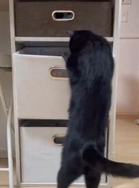 【棚をあさる猫ちゃんを隠し撮り】猫ちゃんが最後に取った行動とは？