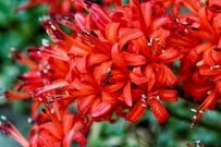 【ガーデニング】レッドカラーが美しい〈多年草・宿根草・一年草〉秋庭映え7選