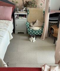 静かだな…と猫の様子を見ると　まさかの姿に笑っちゃう