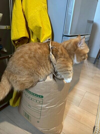 猫ちゃんを捕まえたのは…米袋！？