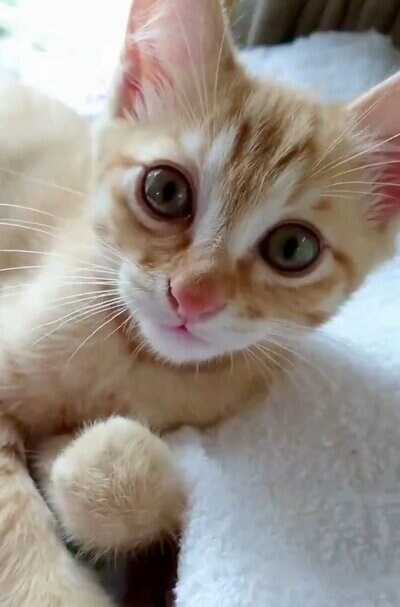 子猫時代のぷりんちゃん