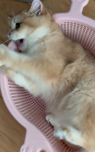 風を捕まえたい！