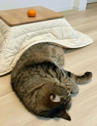 すっかりくつろぎモードのどんぐりくん