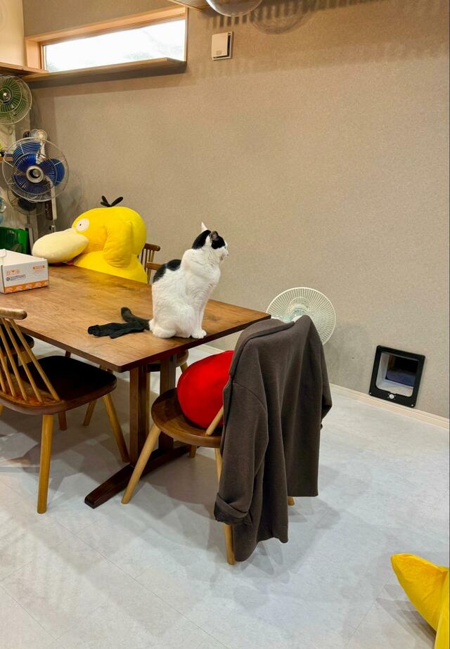 愛猫が「猫又」に！？と思ったら　予想外のオチに思わず笑ってしまう