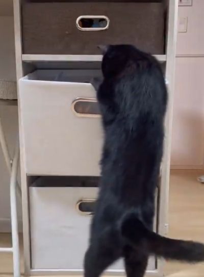 【棚をあさる猫ちゃんを隠し撮り】猫ちゃんが最後に取った行動とは？