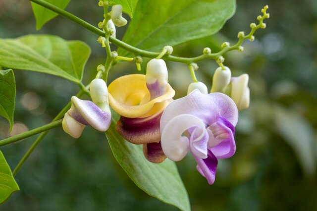 【グリーンカーテン】おしゃれに電気代節約！？夏に強い《つる植物》6選＆作り方・育て方のコツ