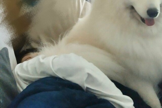 飼い主さんの顔と肩に座りたいサモエド犬さん　満足気な姿に反響