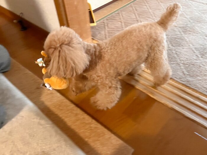 投げると凄まじい速さで追いかけていき、すぐに渡してくれました