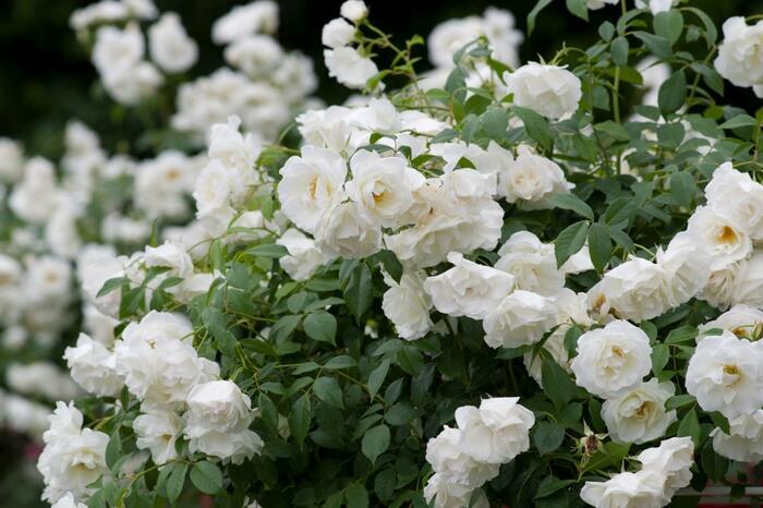 アイスバーグの白いバラの花が咲いている。葉の色は深い緑