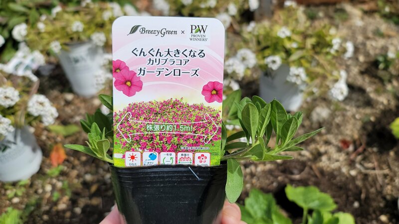 1苗で幅1.5m！？コメリ限定「ぐんぐん大きくなるカリブラコア」が本当にすごい。春から秋まで長く咲く！猛暑も花が途切れない！