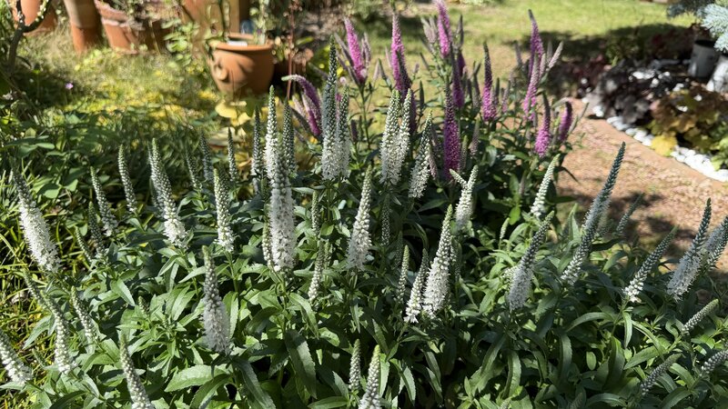 わが家の庭に「植えっぱなし」で、春から晩秋まで花が咲き続ける〈花穂が個性的で美しい多年草〉ホワイトカラー&立体感がおしゃれで素敵です