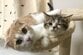 子猫が可愛さのピークじゃなかった…毎日「かわいい」を更新し続ける猫 「見ているこちらも」と共感の声
