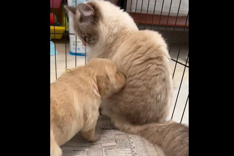 ママ…？猫に猛突進していく子犬　ホッコリすぎる反応に笑っちゃう