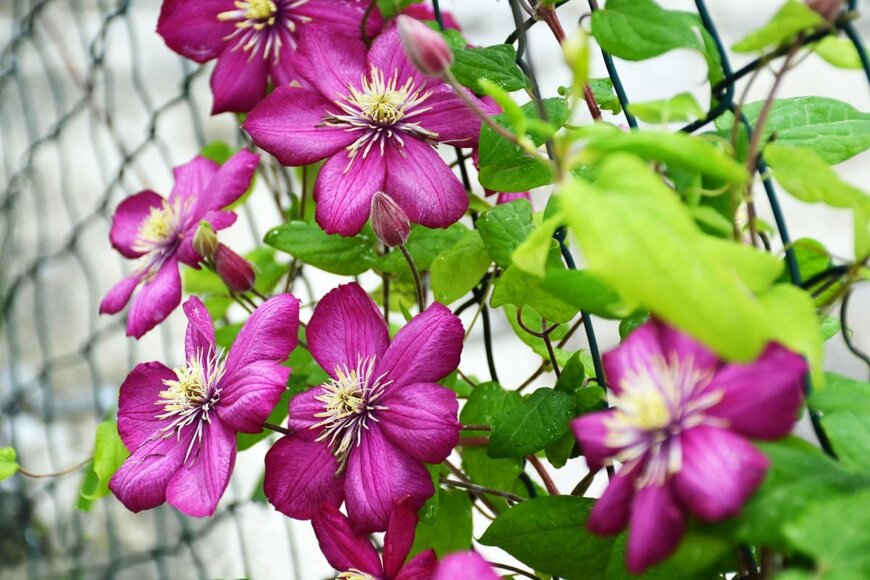 izzzy71/shutterstock.com