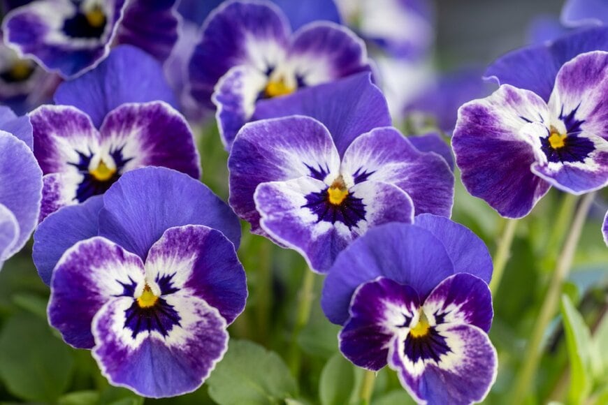 Anna Hoychuk/shutterstock.com