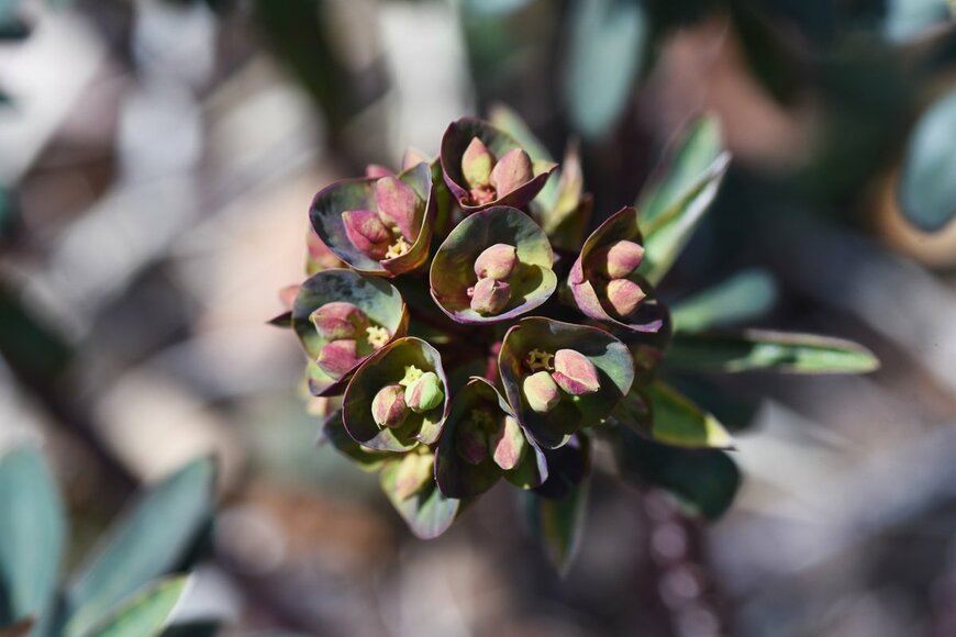 tamu1500/shutterstock.com