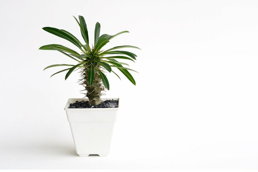 Thammarat Thammarongrat/shutterstock.com