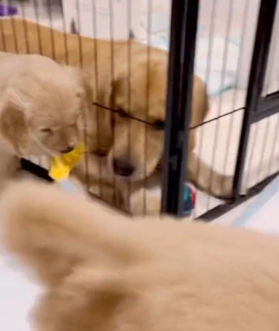 出所：@pu_channeldesu