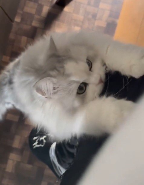 出所：@NEKOLAND13